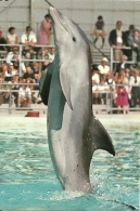 Dauphin Dolfijn Dolphin / Boudewijnpark Brugge - Delfini