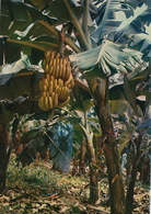Guadeloupe Bananier Banane Banana  Timbrée St Barthélemy 1973 . Format 10/15 - Saint Barthelemy