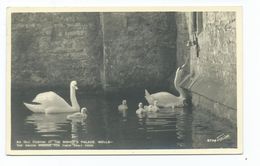 Somerset Postcard Wells Swans Ringing Bell Bishop's Palace Walter Scott Rp Posted1947 - Wells