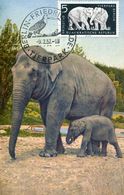 55076 Germany Ddr, Maximum  1957 Elephant, Mi-551    Vintage Card !! - Maximum Cards