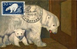 55077 Germany Ddr, Maximum  1957 Bear  Bär , Mi-556  Vintage Card !! - Maximum Cards
