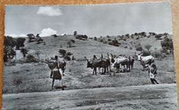 RUANDA  URUNDI   PAYSAGE  CHAMPETRE - Congo Belge