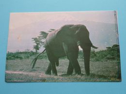 An ELEPHANT Against The Backdrop Of The Magnificent Mount KILIMANJARO () Anno 19?? ( Zie Foto ) ! - Tanzanie