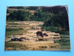 HIPPOPOTAMUS Bathing In The Sun ( Zaire ) Anno 1977 ( Zie Foto ) ! - Flusspferde