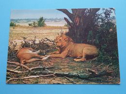 Couple Of LIONS Leeuwen ( Coll. Institut Des Parcs Nat. Congo Belge ) Anno 19?? ( Zie Foto ) ! - Congo Belge