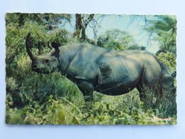 Carte Postale : Faune Africaine : Rhinocéros - Rhinoceros