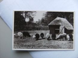 Nederland Holland Pays Bas Emmen Noorder Dierenpark Drentse Hoornschapen - Emmen