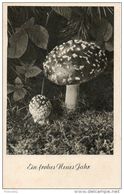 Champignon. Anamite Tue Mouche - Mushrooms