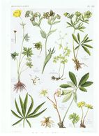 Gravure Flore PL. 16 Renonculacées Trollius Eranthis Helleborus Isopyrum Par Gaston Bonnier - Estampes & Gravures