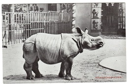 ANIMAUX - RHINOCÉROS INDIEN - Jardin Zoologique D' Anvers - Rhinozeros