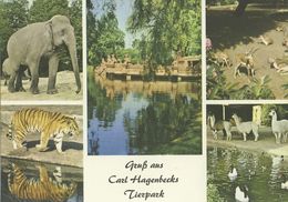 Hagenbeck Tierpark Hamburg, Germany - Elephant, Tiger, Antelope, Lama, Swan - Stellingen