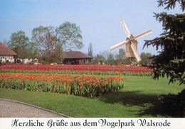 Vogelpark Walsrode (Bird Park), Germany - Wind Mill, Flowers - Walsrode