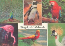 Vogelpark Walsrode (Bird Park), Germany - Peacock, Penguin, Macaw, Flamingo, Pheasant, Crane - Walsrode