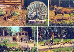 Tierpark Ueckermünde, Germany - Roe Deer, Red Deer, Entrance, Donkey - Ückermünde