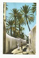 Cp , Algérie ,LAGHOUAT , Ruelle Dans L'oasis Nord ,  écrite - Laghouat