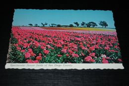 14535-                    CALIFORNIA, SAN DIEGO, SPECTACULAR FLOWER FIELDS - San Diego