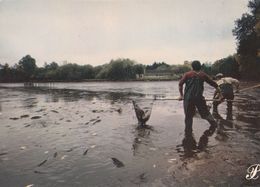 Cpm 10x15. PRESTIGE . BERRY   N° 369018- P18 . Pêche à L épuisette Sur La Rivière - Photographs