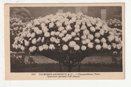 PARIS - VILMORIN ANDRIEUX ET CIE - CHRYSANTHEME TOKIO - SPECIMEN PORTANT 700 FLEURS - 75 - Blumen