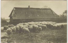 Troupeau De Moutons à HAVELUY - Andere