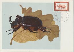 Bulgarie Carte Maximum 1968 Insectes 1612 - Briefe U. Dokumente