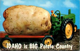 Idaho Is Big Potato Country Exageration Farmer With Large Potato 1959 - Altri & Non Classificati