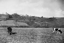 CASTELNAU-RIVIERE-BASSE - Vue Générale - Vaches - Castelnau Riviere Basse