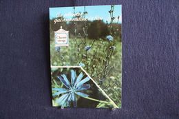 MO-356 -  Fleurs, Plantes & Arbres  Fleurs,  Ces Plantes Qui Vous Veulent Du Bien . Chicorée  Sauvage -  Circulé, - Piante Medicinali