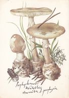 Mushrooms - Amanita Porphyria Old Postcard - Mushrooms