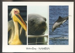 Thème -animaux - Pélican - Phoque - Dauphin - Walvis Bay Namibie - Dauphins