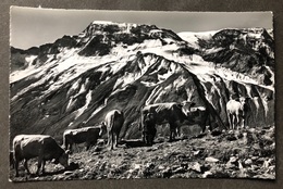 Engstligenalp Sennen Beim Melken/ Wildstrubel - Trub