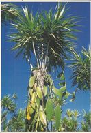 CPM, île De La Réunion , N°6022 , Vanille à Bras Panon ,Phot. E. Valentin, Ed. Hoa-Qui - Réunion