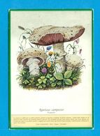 FUNGHI - PUBBLICITARIE- MERLINI-SOMMACAMPAGNA-RICETTE - Mushrooms