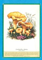 FUNGHI - PUBBLICITARIE- MERLINI-SOMMACAMPAGNA-RICETTE - Mushrooms