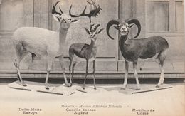 13/ Marseille - Muséum D'Histoire Naturelle -Daim Gazelles  Mouflon - - Musées