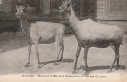 13/ Marseille - Muséum D'Histoire Naturelle - Antilopes Nyl-Gau - Museos