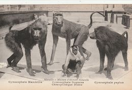 13/ Marseille - Muséum D'Histoire Naturelle - Cynocephale Mandrille ..... - Museos