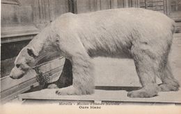 13/ Marseille - Muséum D'Histoire Naturelle -  L'Ours Blanc - Museen