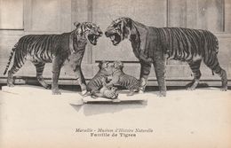 13/ Marseille - Muséum D'Histoire Naturelle - Famille De Tigres - Museums
