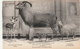 13/ Marseille - Muséum D'Histoire Naturelle - Gazelle De Perse Asie , Mouflon A Machette Algérie , ..... - Museos