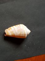FILIPPINE 50mm. - Seashells & Snail-shells