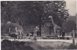 Animaux : GIRAFES : Parc Zoologique Du Bois De Vincennes - PARIS - Les Girafes Sur Leur Plateau - Giraffe