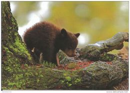 Ourson, Petit Ours Noir, Yellowstone National Park, Black Bear / Photo Steve Hinch / Faune Sauvage - Bears
