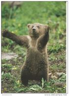Petit Ours, Grizzly / Yellowstone National Park / Photo Tom Murphy / Faune Sauvage, Amerique Du Nord - Bears