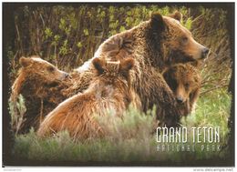 Ours Grizzly (femelle Et Ses Petits) Grand Teton National Park USA / Faune Sauvage Amerique Du Nord / Edit Impact - Bears