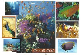 Egypt Sharm El Sheikh Marine Life Diving Red Sea Map Viewcard - Sharm El Sheikh