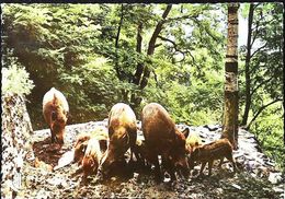 Delcampe - Cpsm  Les Ardennes  Fumay Les Sangliers De L'hotel Des Roches 1960 - Fumay