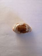 Cypraea Stolida Australie. 28 Mm. - Seashells & Snail-shells