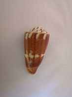 Conus Striatellus. Philippines. 58 Mm. - Seashells & Snail-shells