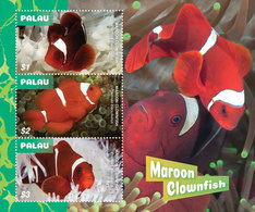 Palau   2019 Fauna  Maroon Clownfish  I202001 - Palau