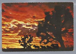 US.- CALIFORNIA, A COLORFUL SUNSET IN JOSHUALAND. JOSHUA TREE. - Palm Springs